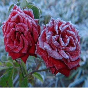 A Millions Scarlet Roses
