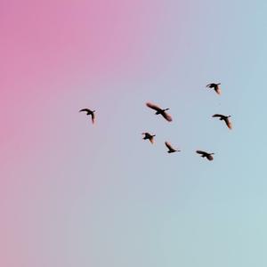choicemaking-our muse