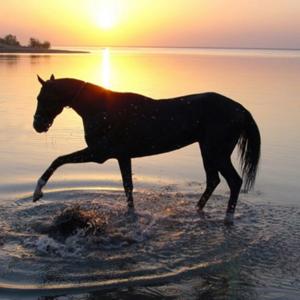 ==="Суханҳои зиндагӣ", "Хабари хуш", "Сурудҳои Инҷил" - Забонҳои асосии гуфтугӯ дар Тоҷикистон / "Слова жизни", "Благая вест", "Евангельские песни" - Основные языки, на которых говорят в Таджикистане ===