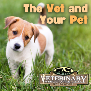 The Vet and Your Pet