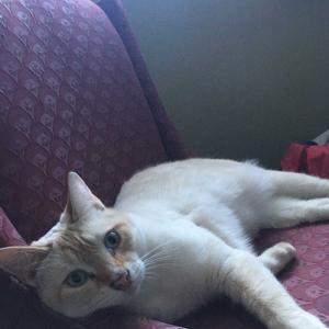 School Counsellor Podcast