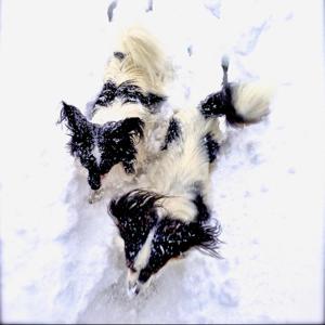 A Couple of Europhiles