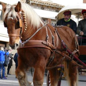 Especial Tonis Taradell