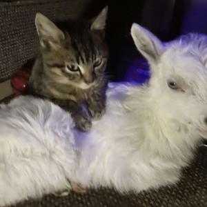 Yarn from the Barn...