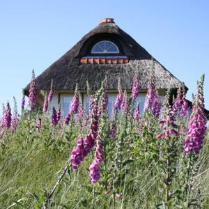 Moonlit Hedge - Audio Version