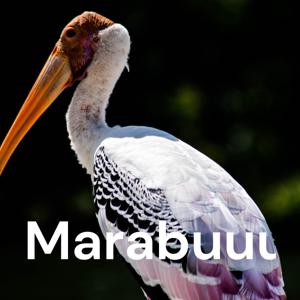 Marabuuuuu