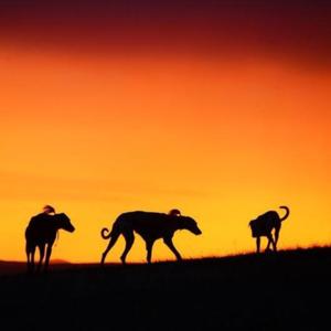 红色羊齿草的故乡Where theRed Fern