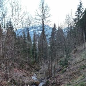 WALD UND STERNEN KRIEGER