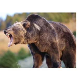Scary Bear Attacks Podcast