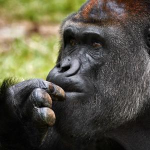 The Pantheon of Chimps