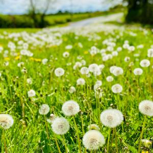 Dandelion Podcast