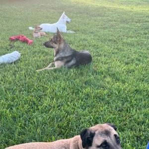 Lessons at the Dog Park