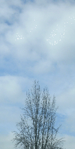 SerendipitousCacophonies