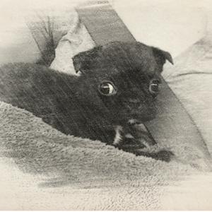 Harry Potter and the Tale of the Very Old Dog