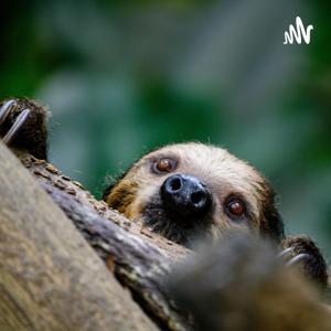 ナマケモノラジオ