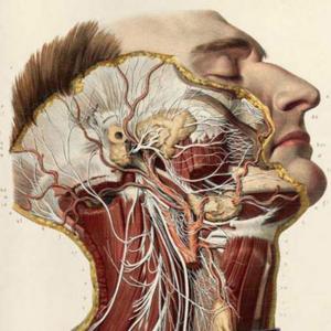 AnatomySimplified