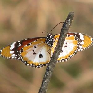 "Kalmomin Rayuwa", "Bishara", "Waƙoƙin Linjila" - A Najeriya, Waɗannan Mutanen sun gaskata da Kabilanci ko Musulunci Addinin (Lamba 1 zuwa 30) / "Words of Life","Gospel","Gospel Songs"-In Nigeria, People Believe in Ethnic or Islam Religion (No. 1 to 30)