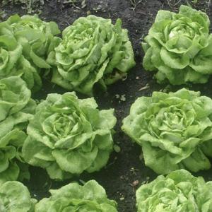 Modelo Productivo de Lechuga