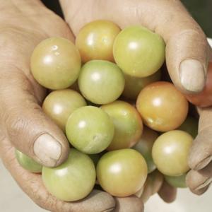 AudioLibro Modelo Productivo Tomate