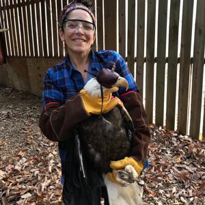 Paws to Consider - Sometimes Talons and Beaks