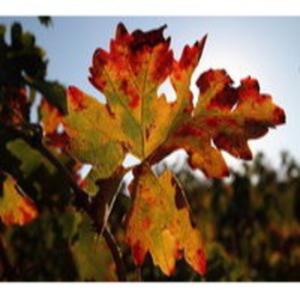 Podcast La frontera de Carlos