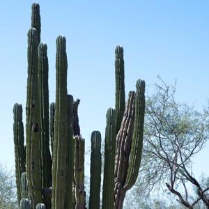 El Cardón Umbilical