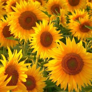 Sunflower Phoenix Rising