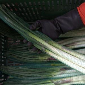 Audiolibro Cebolla de Rama