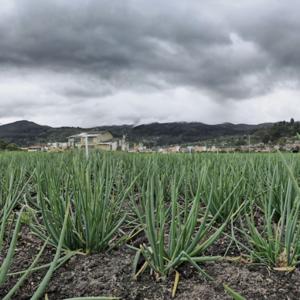 Modelo Productivo de Cebolla de Rama