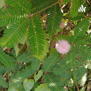 တကယ်မရှိတဲ့သူတယောက်