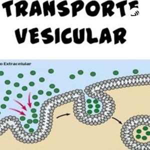Transporte Vesícular