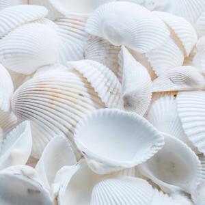 コロのつぶやき from ブログ「ていねいではないけどエシカルな生活」