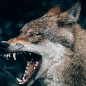 C’est quoi tout ça c’est tu vrai réel au