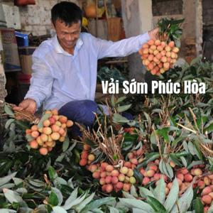 Vải Sớm Phúc Hòa