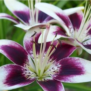 Consider The Lilies w Stephanie Jackson