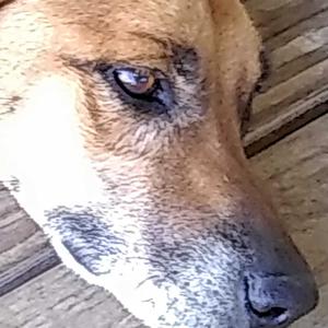 the big snout