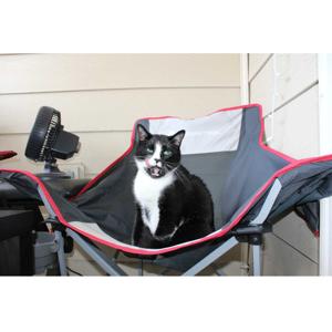sesh cats