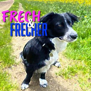 Frech und Frecher