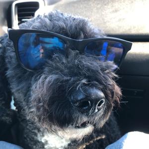 songs I want on spotify