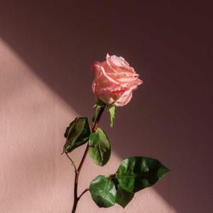 aesthetics songs