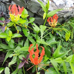 Nature CARE இயற்கை வளம் பற்றிய விழிப்புணர்வை ஏற்படுத்துவதற்காக...
