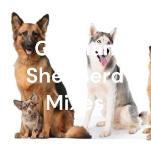 German Shepherd Mixes