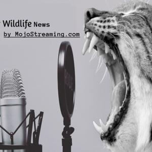Wildlife Broadcast brought to you by MojoStreaming.com