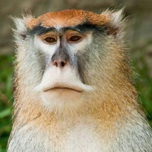 The Monke Podcast