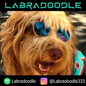 Labradoodle
