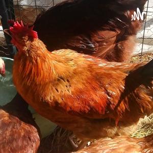 Homesteading And Hobby Farming