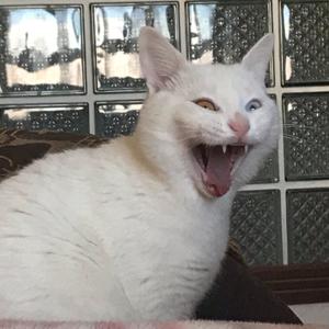 lu