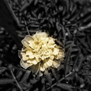 Âkif' in Sesiyle Şiir by Âkif