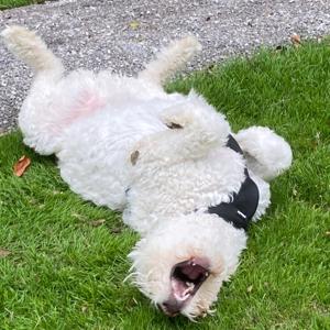 Songs that arent on spotify