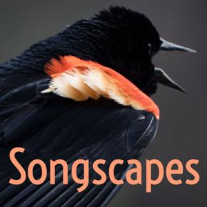 Songscapes by Hamilton Naturalists' Club